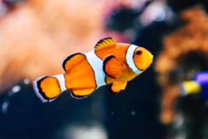 2024年欧洲杯时间,赛事全面解读2024年欧洲杯时间